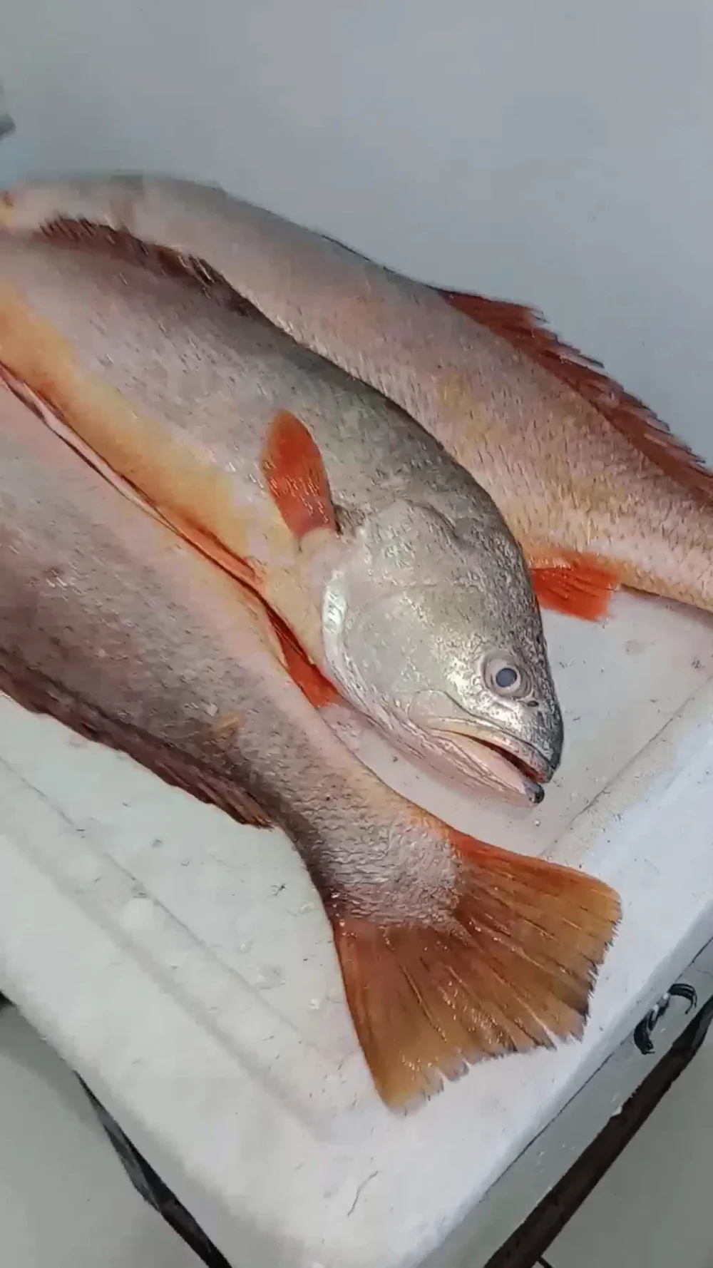 Big Borracharia